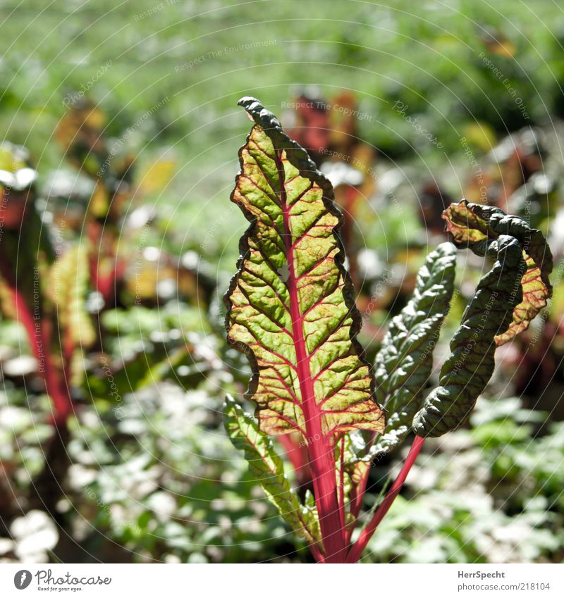 Mangold red-green Plant Leaf Foliage plant Agricultural crop Vegetable Vegetable bed Green Red Translucent Bright green Bright Colours Rachis Market garden