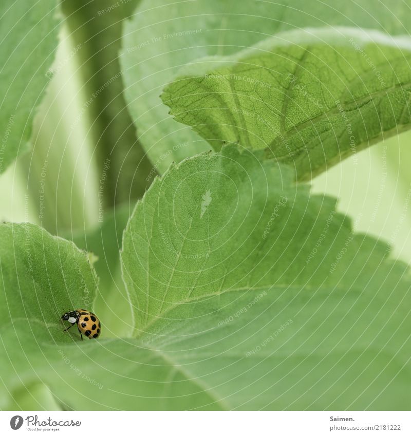 Marienkäfer auf Blatt Tier Käfer Punkte grün Natur Flora Fauna Garten Leben Lebewesen Nahaufnahme