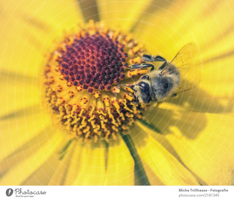 Bee in yellow blossom Honey Nature Plant Animal Sun Sunlight Beautiful weather Flower Blossom Wild plant Meadow Wild animal Animal face Wing Legs Eyes Honey bee