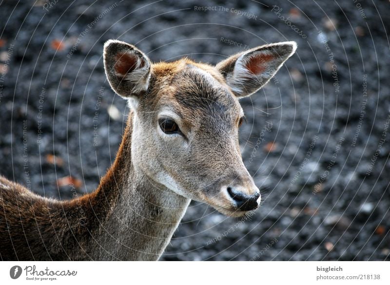 Bambi Animal Wild animal Animal face Roe deer 1 Attentive Watchfulness Calm Ear Eyes Nose Pelt Colour photo Subdued colour Exterior shot Day Fawn Baby animal