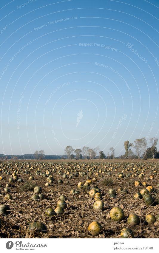 the big assembly of pumpkins. Food Vegetable Pumpkin Pumpkin time Organic produce Field Sand Round Yellow Environment Copy Space top Sunlight Worm's-eye view