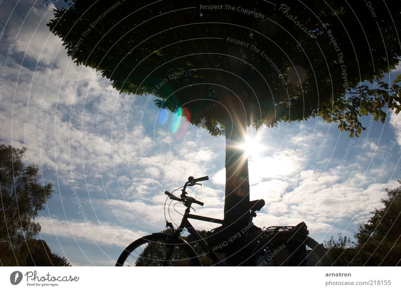 Lean your bike to a tree and enjoy the sunshine Cycling tour Sun Bicycle Nature Sky Clouds Beautiful weather Tree Serene Esthetic Relaxation Break Colour photo