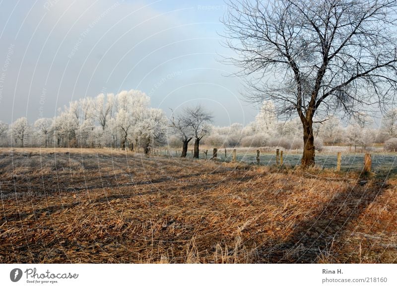 winter Nature Landscape Sky Winter Beautiful weather Meadow Field Cold Natural Calm Tree Hoar frost Frost Weather Colour photo Deserted Copy Space top Day Light