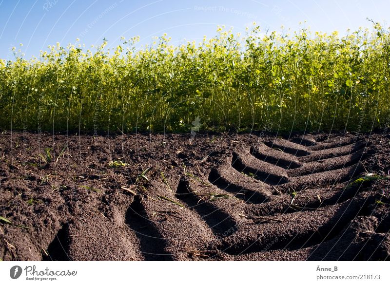 Trecker flag! Canola field Working in the fields Environment Earth Summer Autumn Beautiful weather Plant Agricultural crop Field Growth Blue Brown Yellow Green