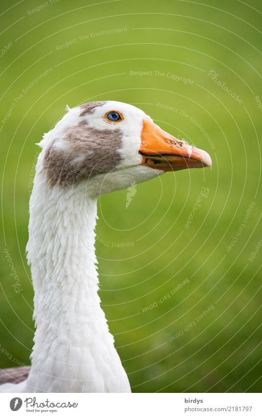 inquisitiveness Meadow Farm animal Goose 1 Animal Observe Looking Esthetic Free Astute Funny Natural Positive Smart Gray Green Orange White Contentment