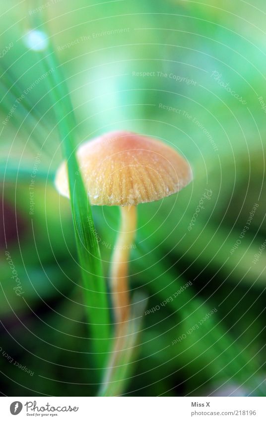 Male 3 Nature Autumn Grass Meadow Growth Small Mushroom Mushroom cap Autumnal Poison Colour photo Exterior shot Close-up Deserted Shallow depth of field