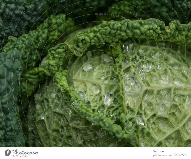 savoy cabbage Kale Cabbage Vegetable Garden salubriously Healthy Eating Drops of water splendour Summer do gardening extension Nutrition Green Close-up Food