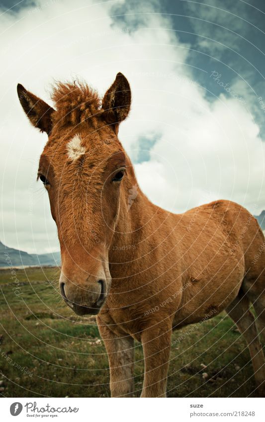 newbie Environment Nature Sky Clouds Meadow Animal Farm animal Wild animal Horse Animal face 1 Baby animal Free Beautiful Natural Cute Brown Curiosity Iceland