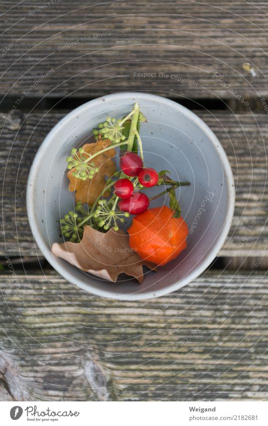 autumn wonderland Bowl Harmonious Well-being Contentment Senses Relaxation Calm Meditation Fragrance Thanksgiving Faded Happy Warmth Orange Attentive