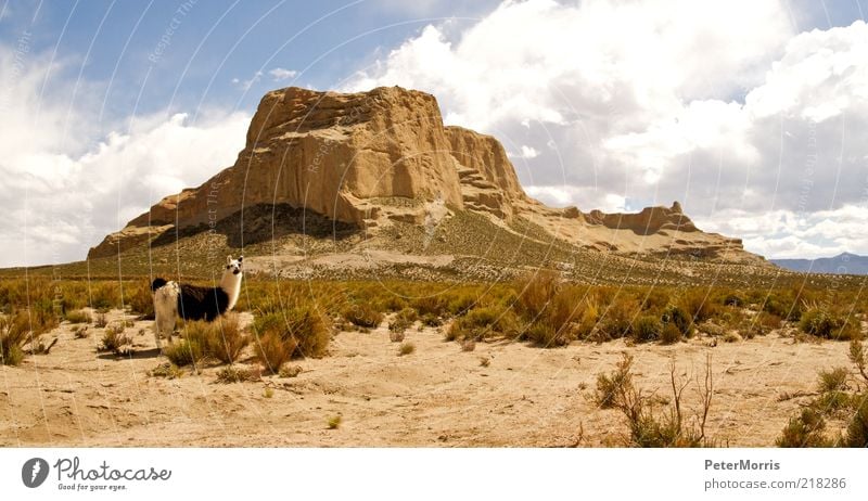 Lama in Tupiza Landscape Earth Sand Sky Clouds Sunlight Peak Canyon Desert Animal Farm animal 1 Happiness Acceptance Trust Safety Safety (feeling of) Together