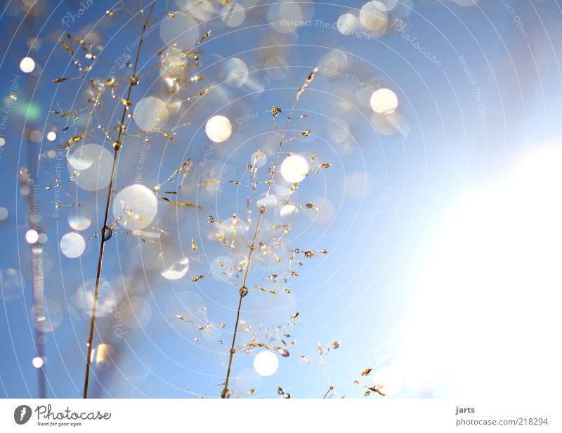 blue day Nature Plant Drops of water Sky Cloudless sky Sun Sunlight Weather Beautiful weather Grass Glittering Natural Colour photo Exterior shot Close-up