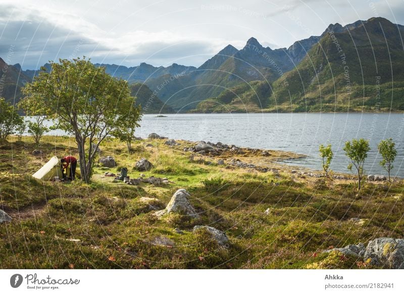 Green tent under a tree in front of a mountain panorama, Lofoten Vacation & Travel Adventure 1 Human being Nature Landscape Elements Tree Bushes Mountain Coast