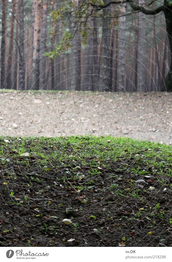 The forest is hiding. Nature Autumn Forest Relaxation Contentment Romance Environment Edge of the forest Colour photo Exterior shot Day Meadow Grass Woodground