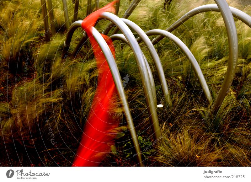 dance Art Nature Plant Grass Dark Elegant Natural Red Moody Colour photo Subdued colour Exterior shot Deserted Day Motion blur Stalk Metal Rod Curved Whimsical