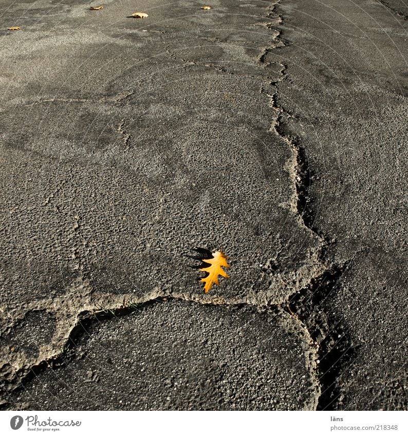 Winter may come Autumn Leaf Traffic infrastructure Street Lanes & trails Old Gray Transience Change Asphalt Crack & Rip & Tear road damages Damage Pothole