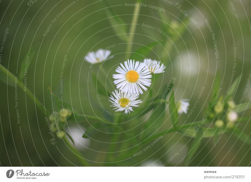By the wayside Nature Plant Summer Flower Leaf Blossom Wild plant Meadow Fresh Healthy Beautiful Yellow Green White Colour photo Exterior shot Close-up Deserted