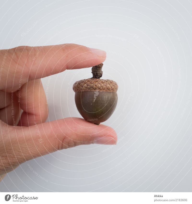 Hand shows size of acorn against neutral background Save Education Child Study Environment Nature Autumn Tree Acorn Discover To hold on Poverty Friendliness