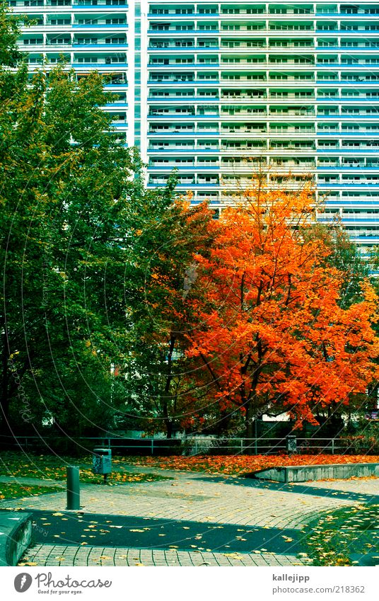 Autumn is here Environment Nature Climate Tree Leaf Park House (Residential Structure) High-rise Facade To fall Dyeing Indian Summer Prefab construction Ghetto