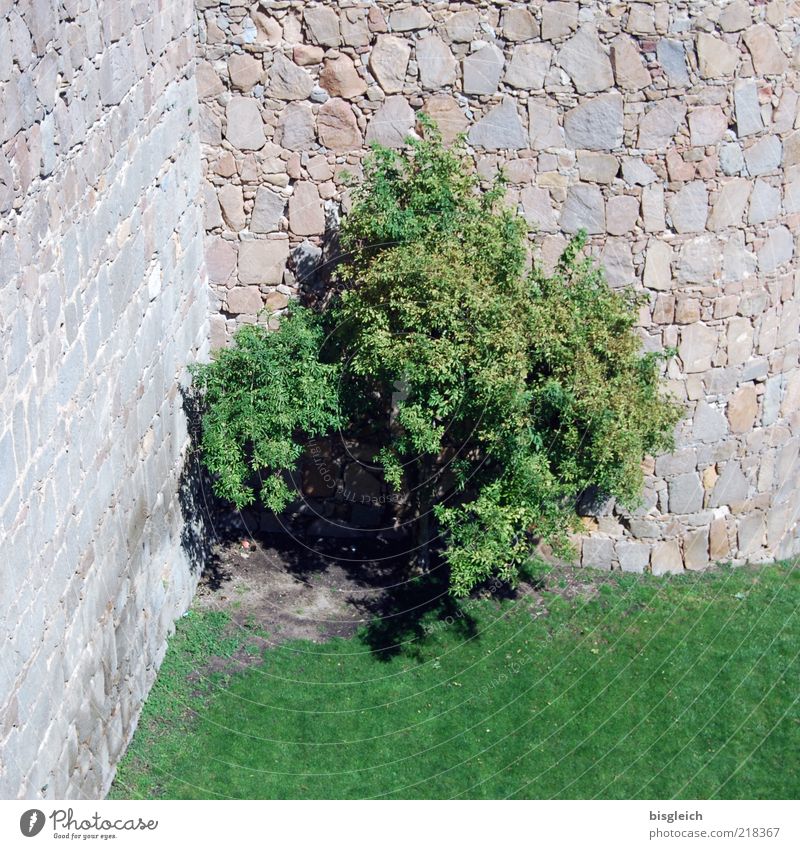 corner posters Tree Meadow Wall (barrier) Stone Gray Green Colour photo Exterior shot Deserted Day Castle wall Stone wall 1 Individual Corner