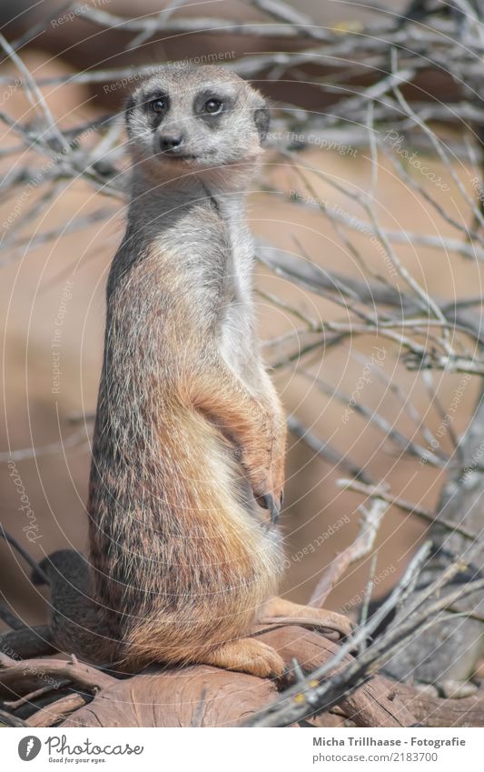 Attentive meerkat Nature Animal Earth Sun Beautiful weather Plant Bushes Wild animal Animal face Pelt Claw Paw Meerkat Eyes Face to face 1 Observe Looking Sit