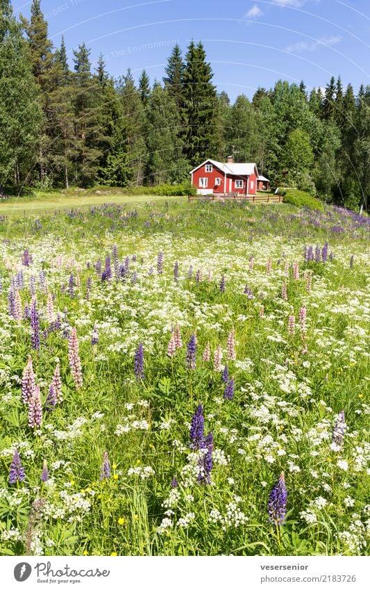 Swedish house 1 Tourism Summer House (Residential Structure) Dream house Nature Landscape Meadow Forest wild meadow Relaxation Growth Living or residing Simple