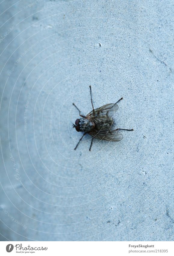 Fly break. Animal 1 Crawl Black Patient Cold Nature Wing Gray Insect Graceful Wait Small Exterior shot Close-up Copy Space left Copy Space right Copy Space top