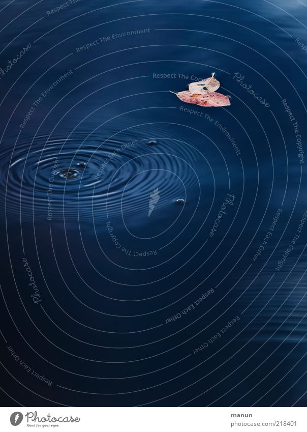 Nature's cycle Environment Water Autumn Leaf Autumnal Autumnal colours Early fall Surface of water Natural Beautiful Loneliness Life Transience Change Circle