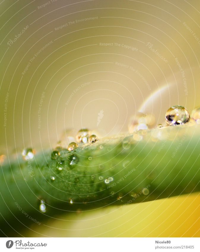 drops Nature Leaf Foliage plant Rain Drops of water Green Delicate Clean Purity Water Colour photo Interior shot Macro (Extreme close-up) Deserted