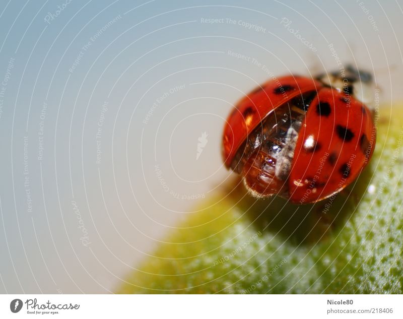 And departure... Animal Ladybird Beetle 1 Cute Green Red Departure Insect Part of the plant Leaf Colour photo Interior shot Macro (Extreme close-up)