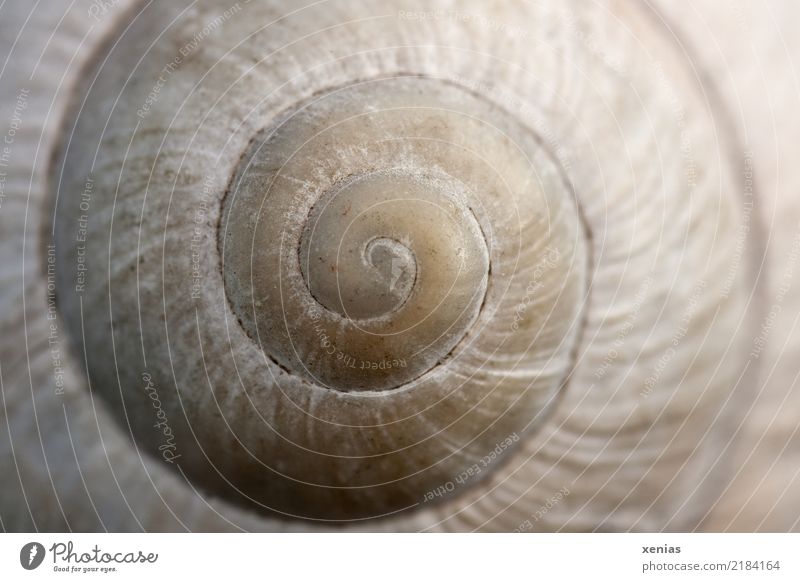 Round house Snail Yellow White Spiral Snail shell House (Residential Structure) Whorl Lime Subdued colour Exterior shot Close-up Detail Macro (Extreme close-up)