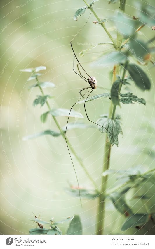 Good morning spider Environment Nature Plant Animal Leaf Foliage plant Movement Crawl Thin daddy-long-legs Spider Green Large Spider legs Beautiful