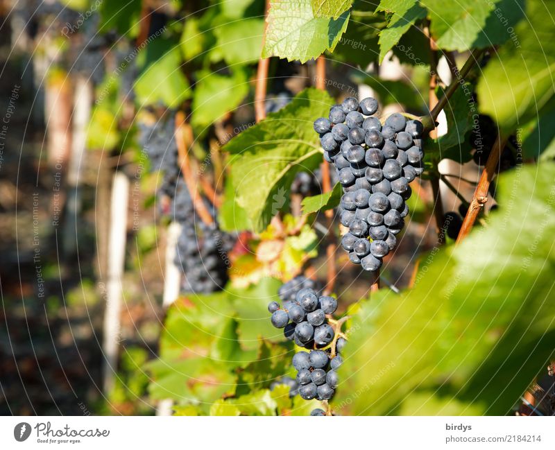 Ripe for the press Fruit Wine Cure Agriculture Forestry Winegrower Leaf Agricultural crop Vine Bunch of grapes Authentic Fresh Delicious Positive Juicy Sweet