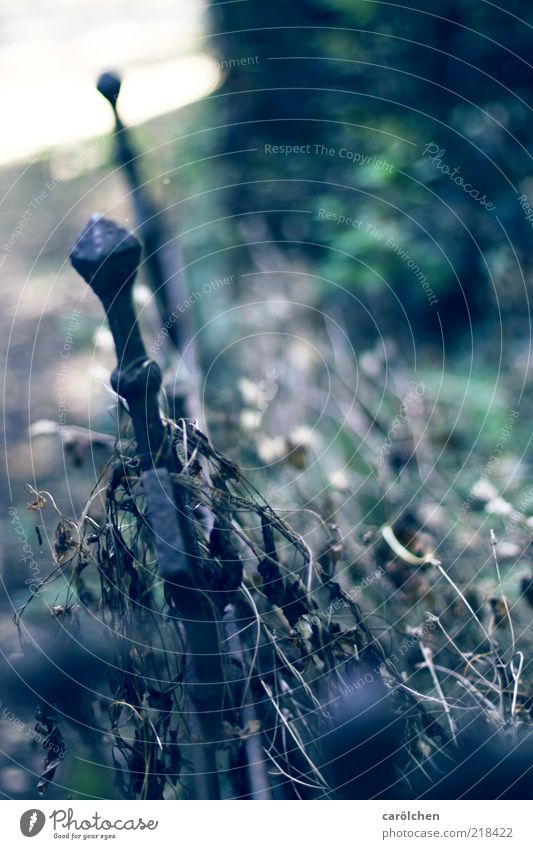 decay Deserted Blue Gray Green Cemetery Fence Fence post Derelict Decline Rust Colour photo Subdued colour Detail Shallow depth of field Wrought iron Metalware