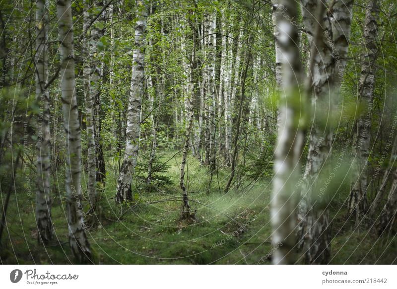 birch forest Well-being Relaxation Calm Freedom Environment Nature Tree Forest Uniqueness Mysterious Idyll Life Sustainability Beautiful Stagnating Dream