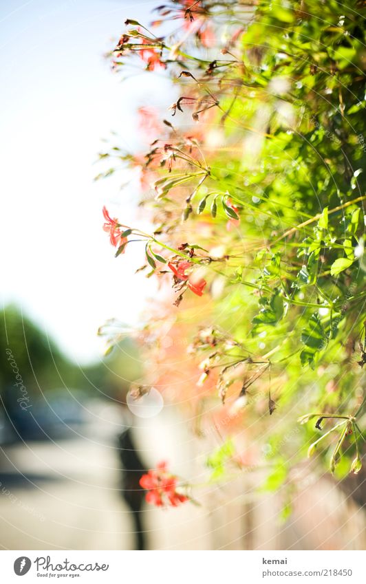 Domesticated flowers Environment Nature Plant Sunlight Summer Autumn Beautiful weather Warmth Flower Leaf Blossom Foliage plant Pot plant Blossoming Illuminate