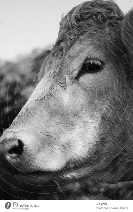 The sad cow Animal Farm animal Cow Animal face Pelt Looking Sadness Natural Cattle Cattle farming Black & white photo Exterior shot Close-up Deserted Day
