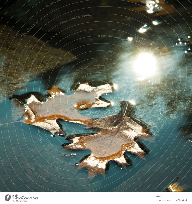 doubles Sun Water Autumn Climate Leaf Wet Natural Beautiful Brown Autumn leaves Puddle Surface of water Oak leaf Early fall Cobblestones Ground In pairs