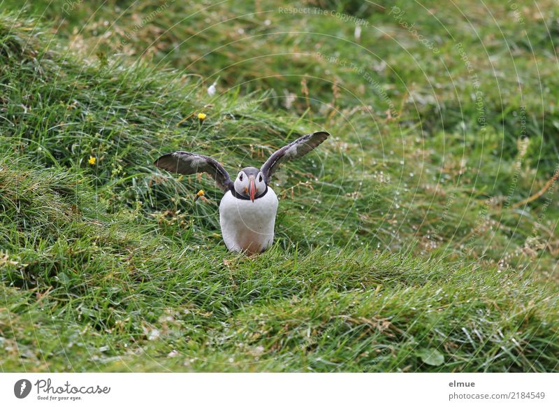 Puffin ~O~ Nature Grass Coast Island Iceland Wild animal Bird Wing Lunde Observe Movement Flying Stand Small Near Curiosity Joie de vivre (Vitality) Attentive