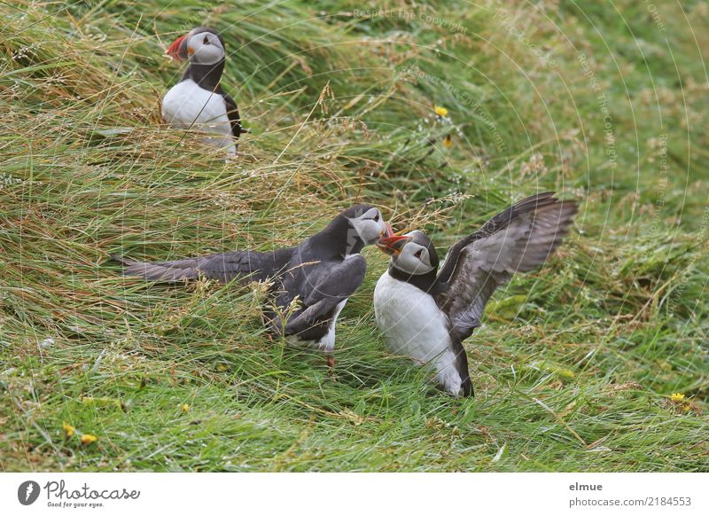 Puffins o/O\ o// Nature Grass Coast Heimaey Iceland Wild animal Bird drunk Lunde 3 Animal Observe Touch Communicate Argument Free Together Beautiful Near