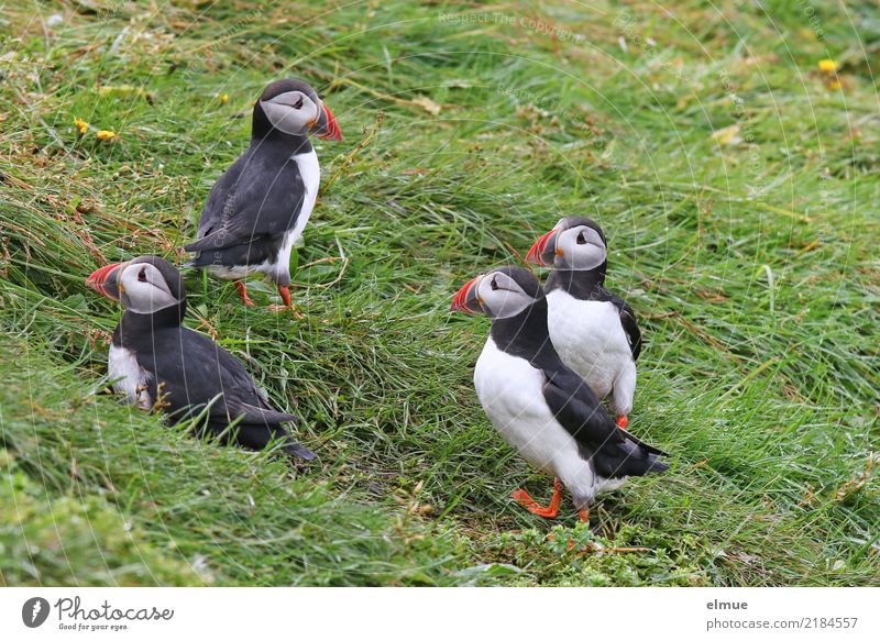 Puffins oOOO Nature Meadow Coast Wild animal Bird Lunde alken birds Group of animals Observe Looking Stand Beautiful Uniqueness Cuddly Curiosity Cute Romance