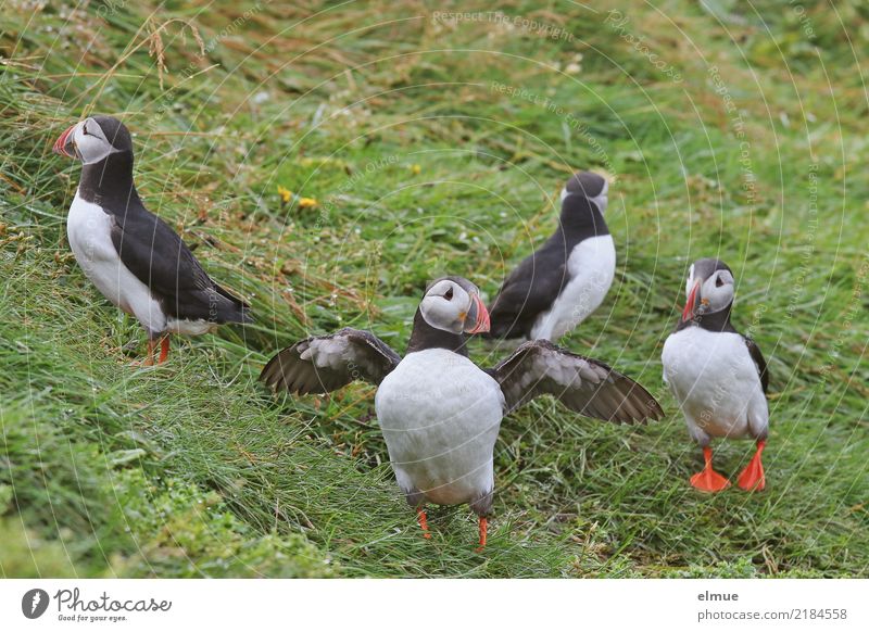 Puffins o ~O~ oo Nature Meadow Coast Wild animal Bird Lunde Group of animals Observe Looking Stand Exceptional Free Cuddly Curiosity Joie de vivre (Vitality)