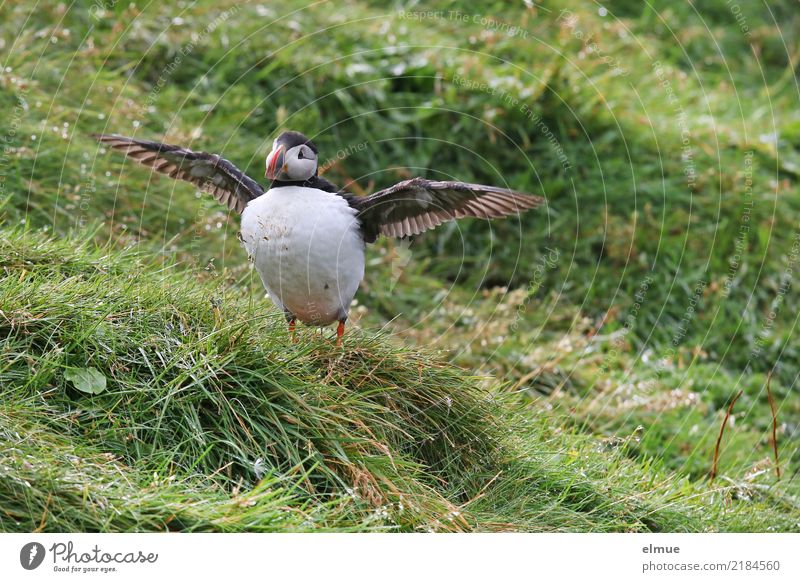 Puffin ~O~ Meadow Coast Wild animal Bird Lunde alcoholic Looking Stand Authentic Exotic Beautiful Small Near Cute Romance Wanderlust Adventure Uniqueness