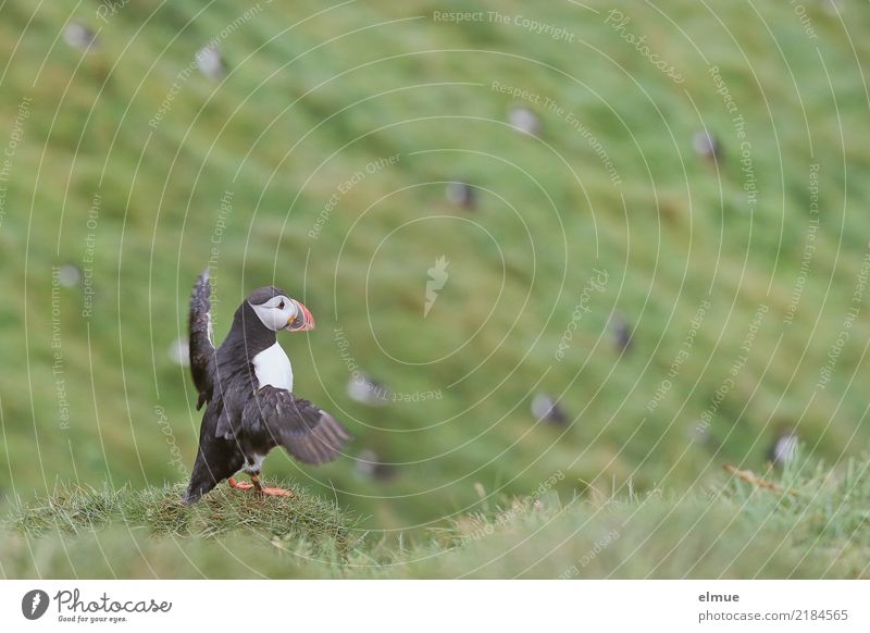 Puffin -O- Nature Grass Coast Heimaey Guard Looking Stand Wait Authentic Elegant Free Beautiful Near Cute Happiness Joie de vivre (Vitality) Romance Longing