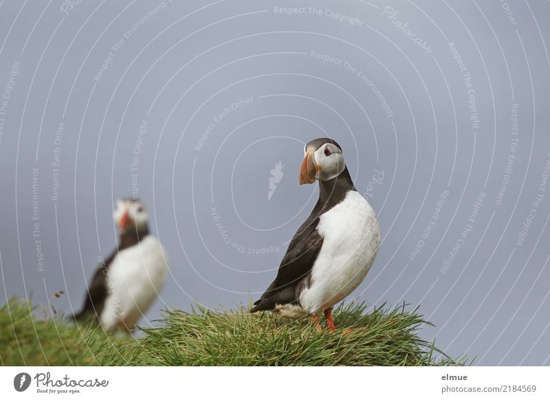 Puffins o O Grass Coast Ocean Atlantic Ocean Heimaey Wild animal Bird Lunde Observe Looking Stand Free Beautiful Small Natural Happy Joie de vivre (Vitality)
