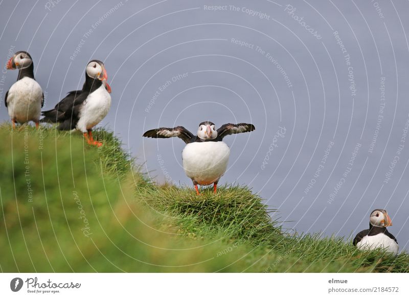 Puffins OOO -O- O Grass Coast Ocean Atlantic Ocean Heimaey Iceland Wild animal Bird Lunde Group of animals Observe Communicate Stand Wait Authentic Exotic Free
