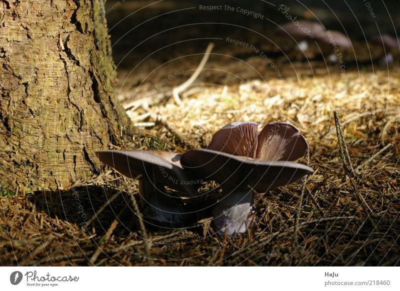 mushrooms Nature Autumn Mushroom cap Moody Forest Woodground Subdued colour Exterior shot Detail Deserted Day Sunlight Shallow depth of field