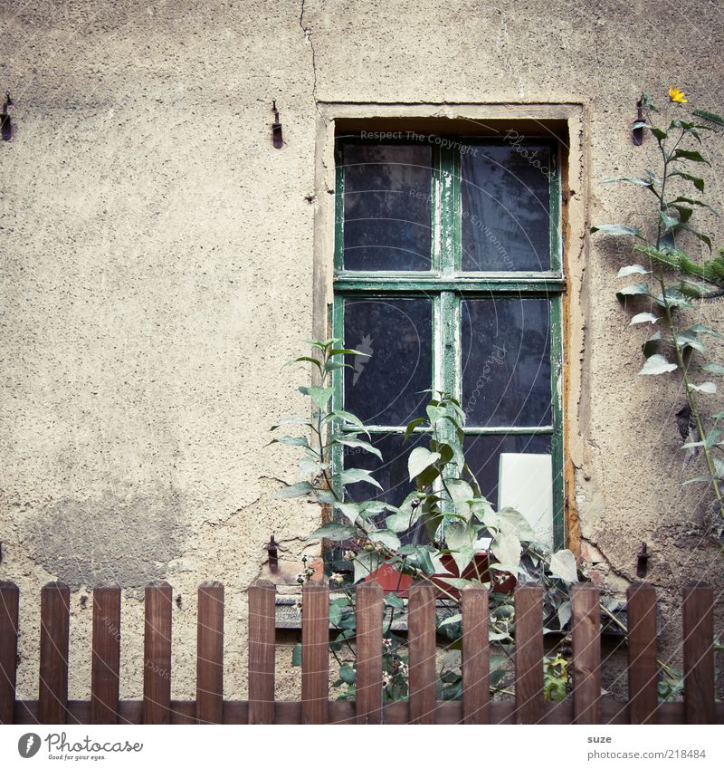 windows Living or residing Garden Plant Flower Wall (barrier) Wall (building) Facade Window Old Gloomy Dry Brown Grief Loneliness Decline Past Transience Growth