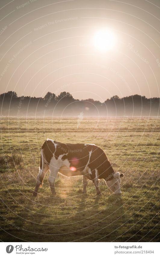 October meadow Environment Nature Landscape Plant Animal Sun Weather Fog Grass Meadow Farm animal Cow Cattle 1 To feed Agriculture Cattle Pasture Livestock