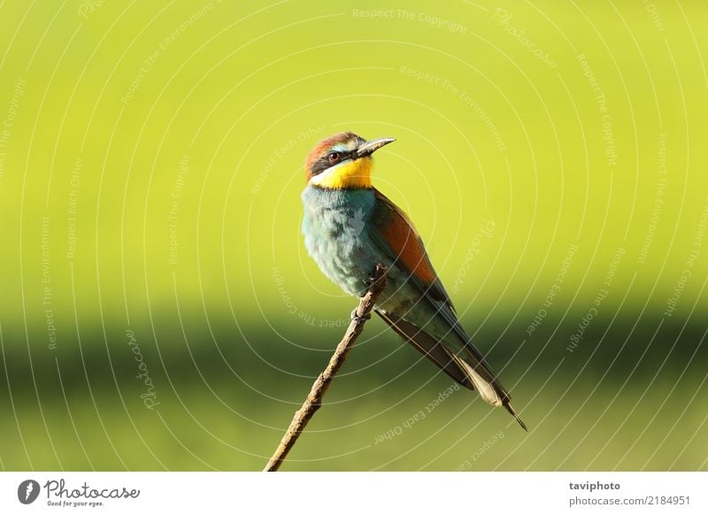 european bee eater perched on twig Exotic Beautiful Summer Nature Animal Bird Bee Sit Bright Wild Blue Yellow Green Red Colour bee-eater merops apiaster