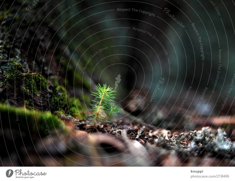 new life on the forest floor Environment Nature Plant Earth Sunlight Autumn Tree Forest Growth Fresh Calm Green Brown Woodground Tree trunk Colour photo